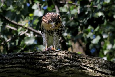 Red Tailed Hawk with kill 25.jpg