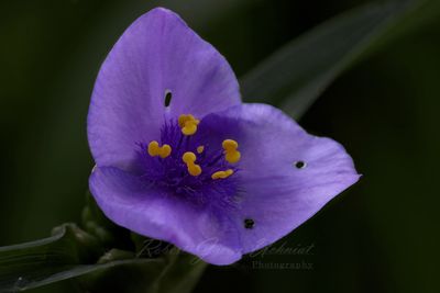 Purple Spiderwort 25.jpg