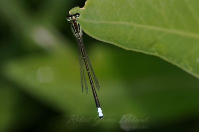 Eastern Forktail on leaf 25.jpg