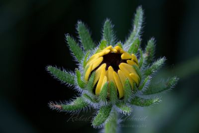 Black Eyed Susan bud opening 25.jpg