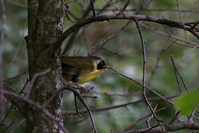 Common Yellowthroat on branch 25.jpg