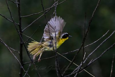 Common Yellowthroat takes flight 25.jpg