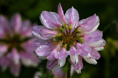 Crown Vetch and dew 25.jpg