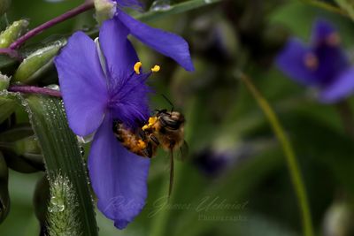 Honeybee on Spiderwort 25.jpg