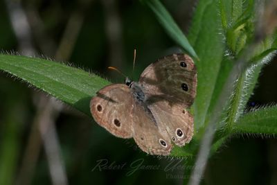 Little Wood Satyr on leaf 25.jpg