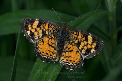 Pearl Cresent butterfly on leaf 2.jpg