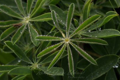 Silver Lupine and dew 25.jpg