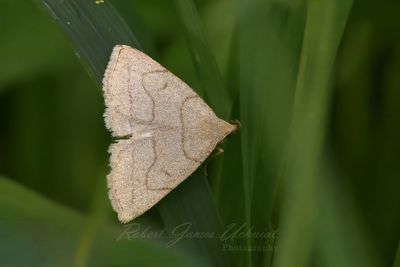 Zanclognatha Moth on blade of grass 25.jpg