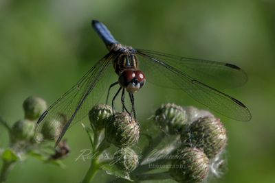 Blue Dasher male on Thistle 25.jpg
