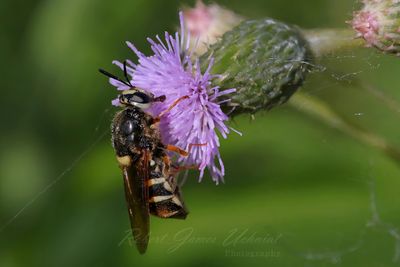 Two-Banded Wasp Hoverfly on Thistle 25.jpg