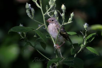 Least Flycatcher on branch 25.jpg