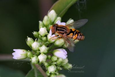 Banded Hoverfly on buds 25.jpg