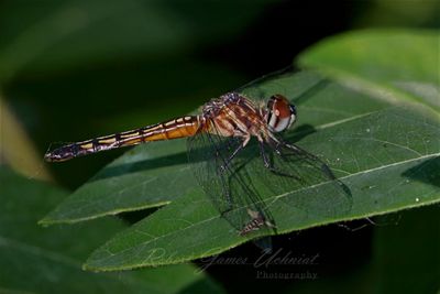 Blue Dasher female on leaf 25.jpg