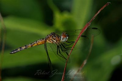 Blue Dasher female on twig 25.jpg