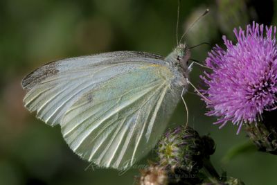 Cabbage White and Thistle 25.jpg