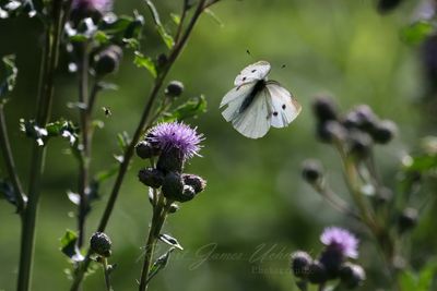 Cabbage White Butterfly in flight 25.jpg