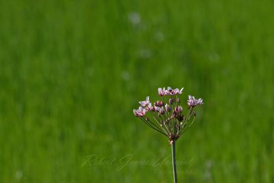 Flowering Rushes and Marsh 25.jpg