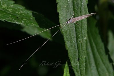 Longhorned Caddisfly 25.jpg