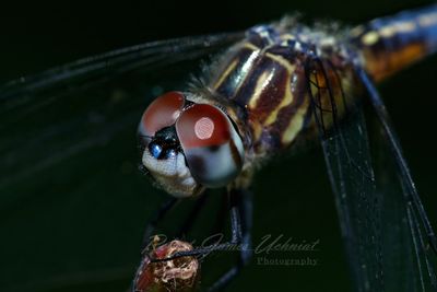 Blue Dasher male close up 25.jpg