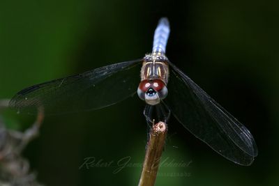 Blue Dasher male on reed 25.jpg