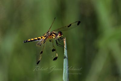 Calico Pennant female on tip 2 25.jpg