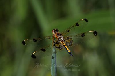 Calico Pennant female on tip 3 25.jpg