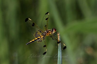 Calico Pennant female on tip 25.jpg
