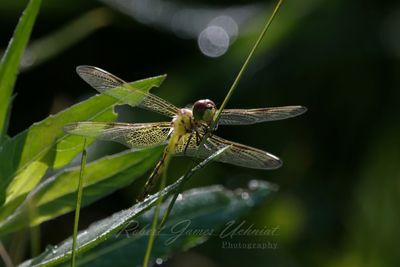 Calico Pennant female with leaves 25.jpg