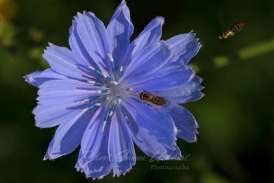 Chicory blossom and Hoverflies 25.jpg