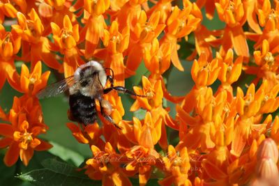 Eastern Bumblebee on Butterfly Weed 25.jpg