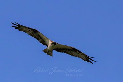 Osprey in flight head on 25.jpg