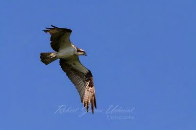 Osprey in flight side 25.jpg