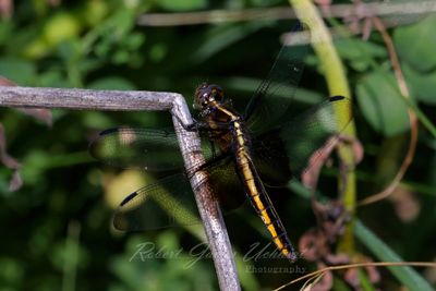 Widow Skimmer female on Reed 25.jpg