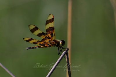 Calico Pennant male on reed 25.jpg
