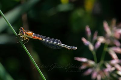Eastern Forktail female on stalk 25.jpg