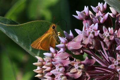 Delaware Skipper on Common Milkweed 25.jpg