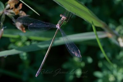 Swamp Spreadwing Damselfly 25.jpg