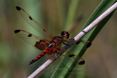 Calico Pennant male on reed 2 25.jpg
