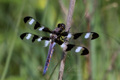 Twelve Spotted Skimmer on reed 25.jpg