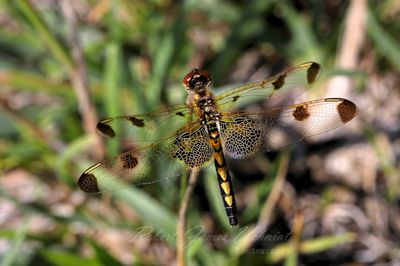 Calico Pennant female on stalk 25.jpg