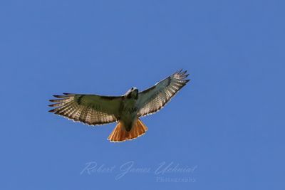 Red Tailed Hawk soaring 25.jpg