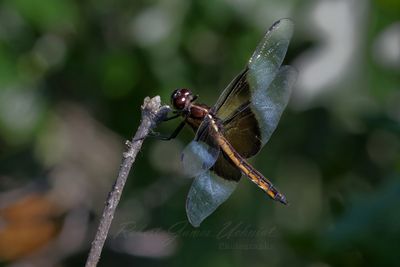 Widow Skimmer female on twig 25.jpg