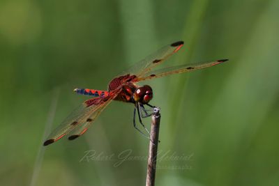 Calico Pennant Male on reed 3 25.jpg