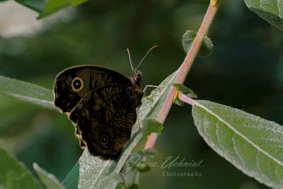 Common Wood Nymph Butterfly 25.jpg