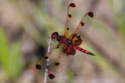 Calico Pennant male on stick 25.jpg