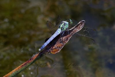 Eastern Pondhawk in pond 25.jpg