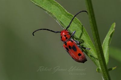 Red Milkweed Beetle on leaf 25.jpg