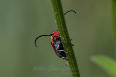 Red Milkweed Beetle on stalk 25.jpg