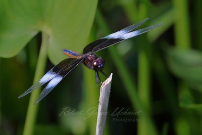 CommonWhitetail on reed 25.jpg
