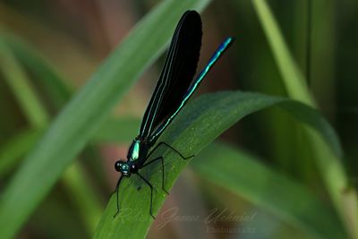Ebony Jewelwing Damselfly on leaf 25.jpg